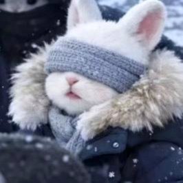 组织策划才是真饭圈