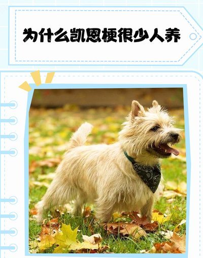 人老了干啥都心酸，凯恩vs挪威又贡献一全网热议梗图